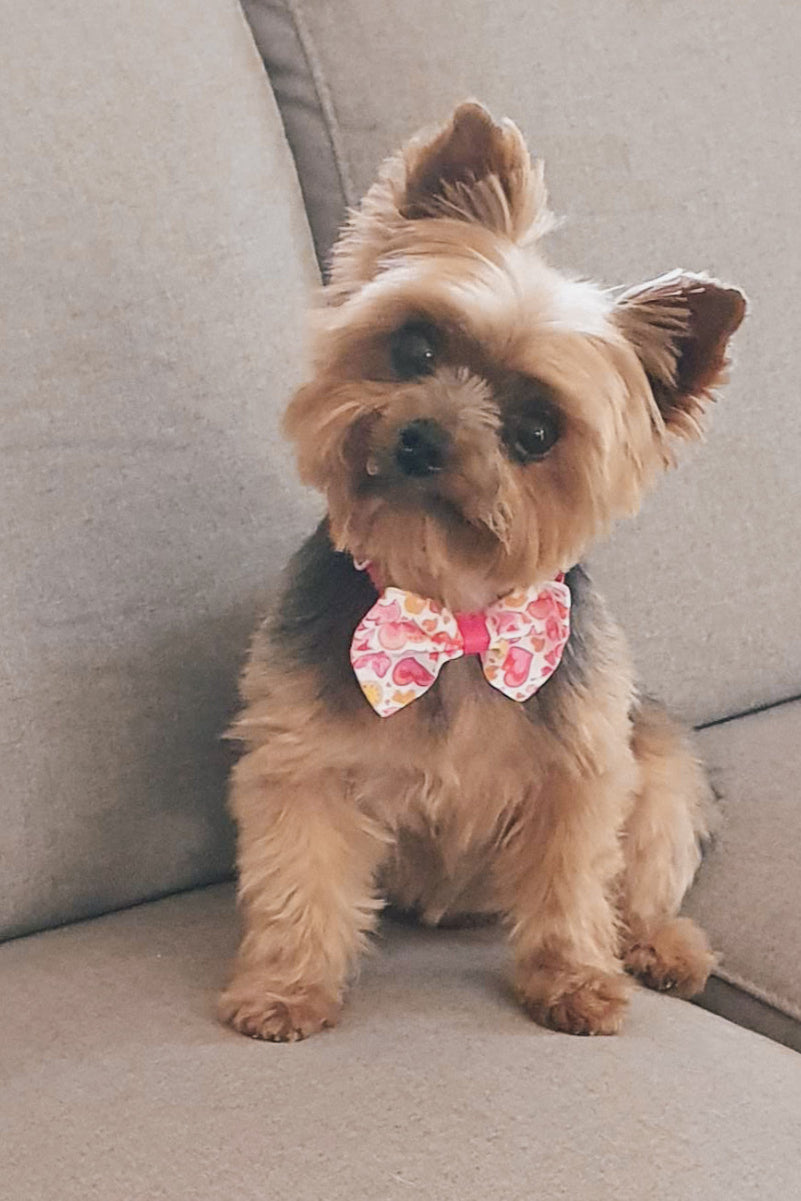 A small yorkshire terrier dog with a pink heart bowtie adorably cocks her head at the camera.