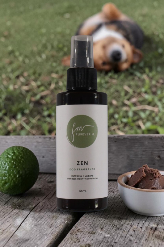 A black spray bottle of the Zen dog cologne with it's white label with the green Furever M logo on it, placed on a wooden table outside surrounded by various ingredients, with a corgi dog lying relaxed on its back in the background.