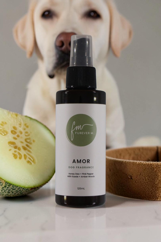 A black spray bottle of the Amor dog cologne with it's white label with the green Furever M logo on it, placed on a white marble countertop surrounded by various ingredients, with a large labrador dog in the background.
