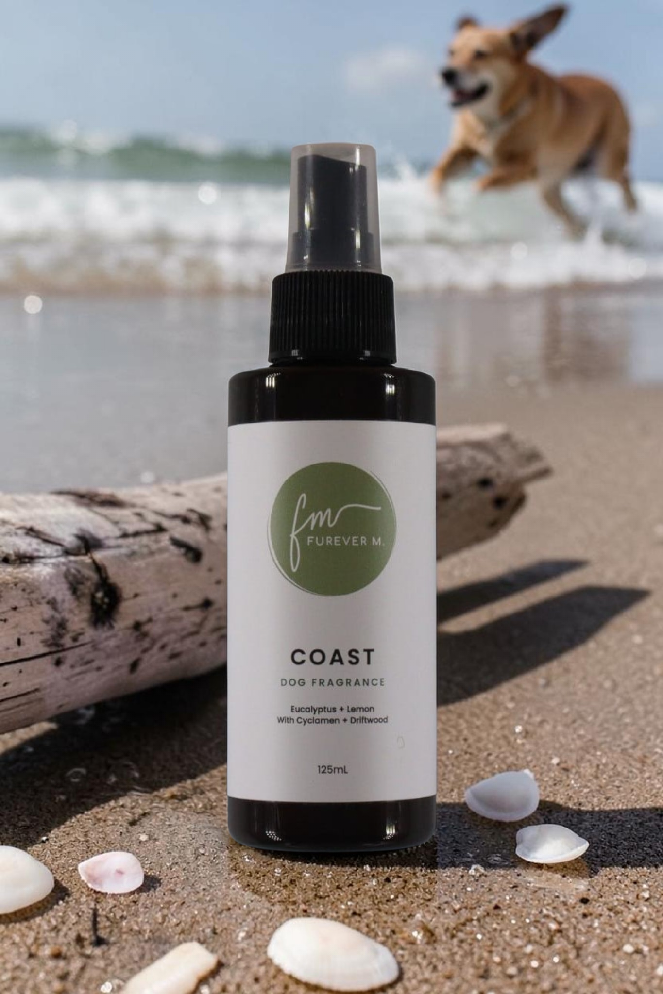 A black spray bottle of the Coast dog cologne with it's white label with the green Furever M logo on it, placed on the wet sand of a beach next to shells and driftwood with a large brown dog mid-sprint in the background.