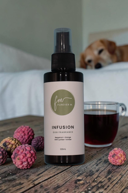 A black spray bottle of the Infusion dog cologne with it's white label with the green Furever M logo on it, placed on a rustic wooden table surrounded by various ingredients and a glass cup of tea, while a labrador dog sleeps on a bed in the background.