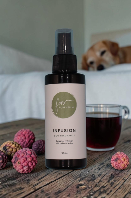 A black spray bottle of the Infusion dog cologne with it's white label with the green Furever M logo on it, placed on a rustic wooden table surrounded by various ingredients and a glass cup of tea, while a labrador dog sleeps on a bed in the background.