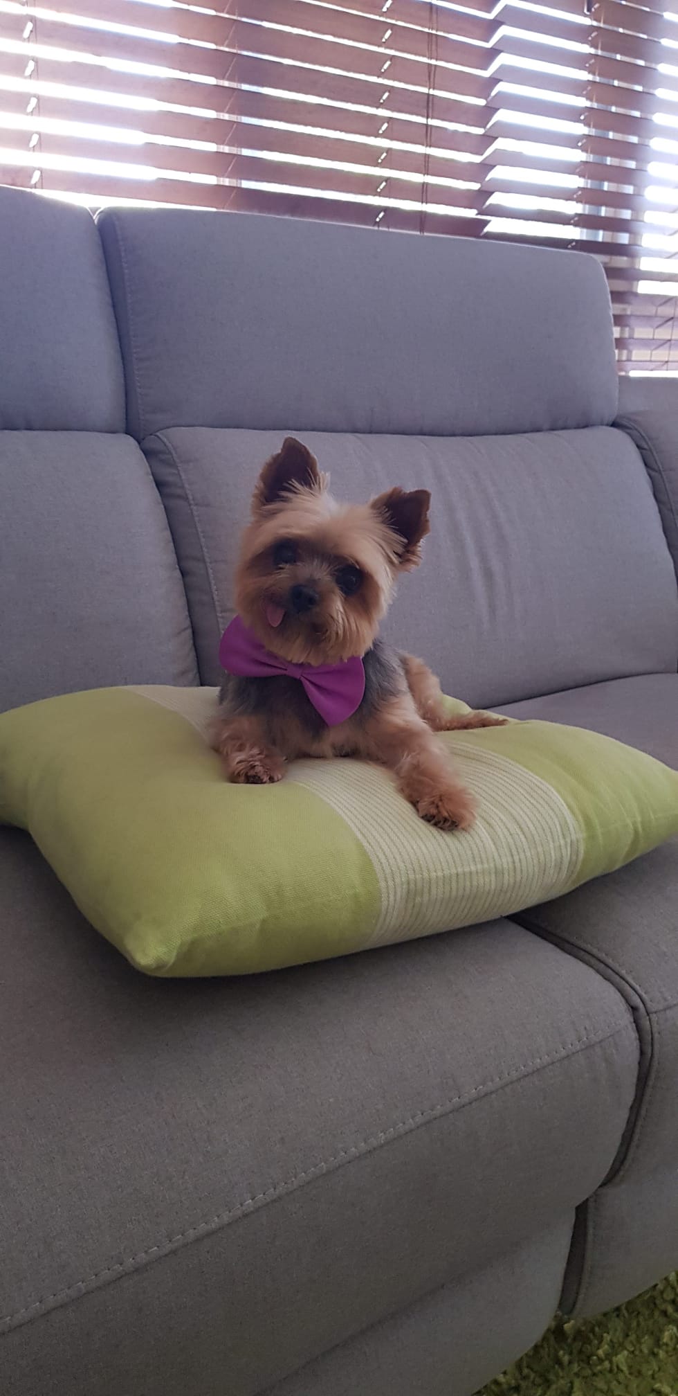 A small brown and black yorkshire terrier dog lies on a green striped pillow on a grey couch, adorably cocking her head at the camera with her tongue sticking out the side of her mouth.