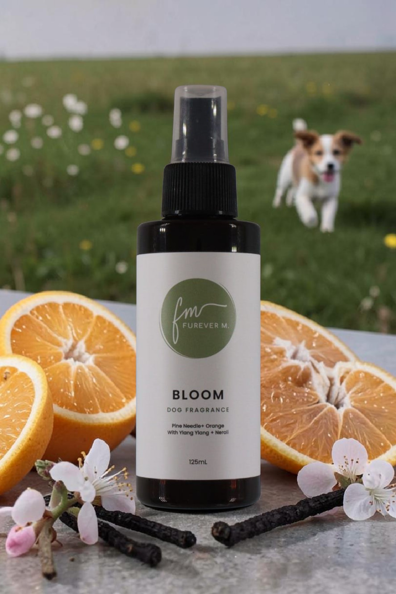 A black spray bottle of the Bloom dog cologne with it's white label with the green Furever M logo on it, placed on a grey stone table outside in a meadow, surrounded by various ingredients, with a small brown and white dog in the background.